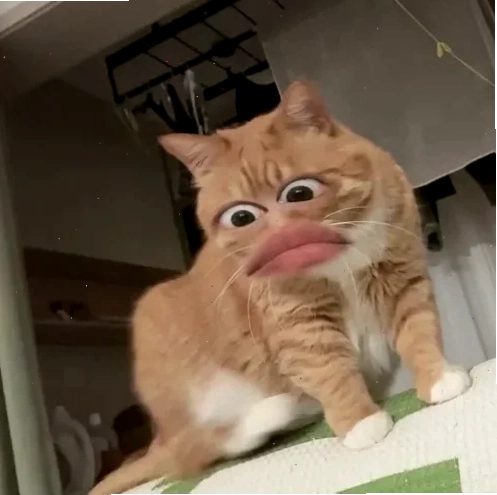 meme mèo nheo mắt buồn cười