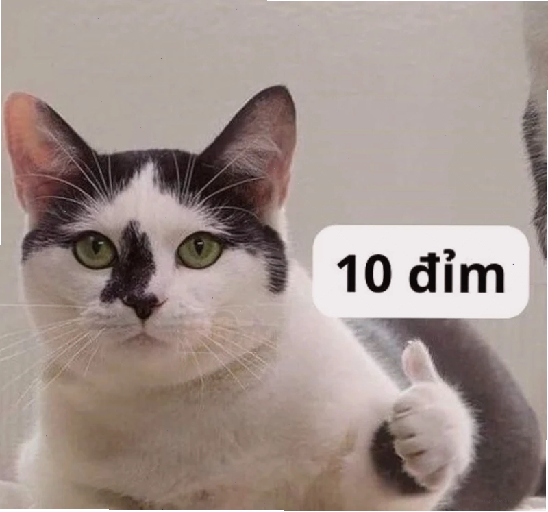 Meme mèo nhìn xa xăm