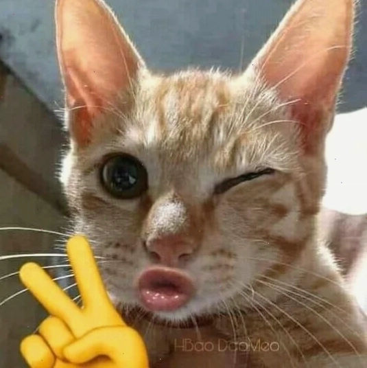 meme mèo nhíu mắt hài hước