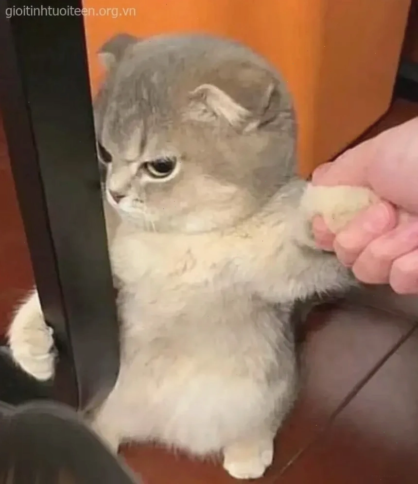 meme mèo nhíu mắt ngầu
