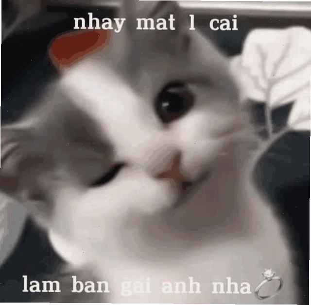 meme mèo nhíu mắt nghi ngờ