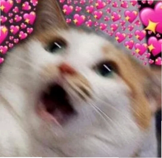 meme mèo ôm trái tim to