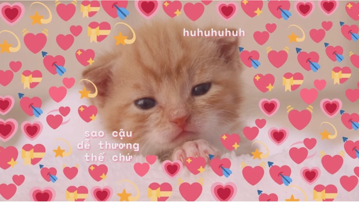 meme mèo ôm trái tim to bự