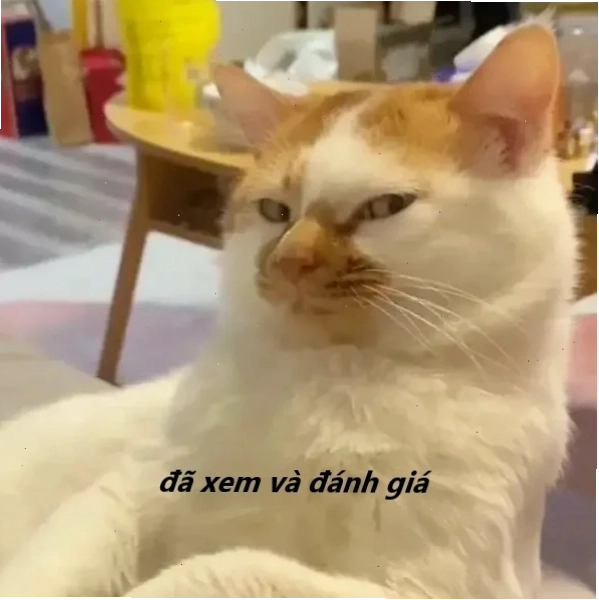 Meme mèo phán xét hành vi