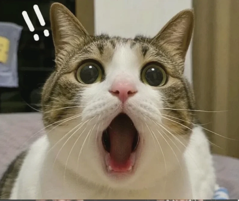 meme mèo sợ hãi