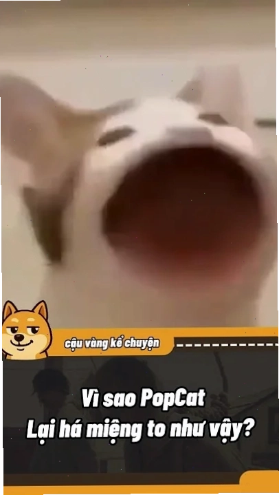 meme mèo suy tư