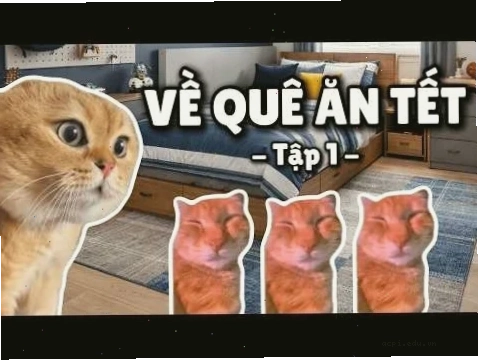 meme mèo tết 2025
