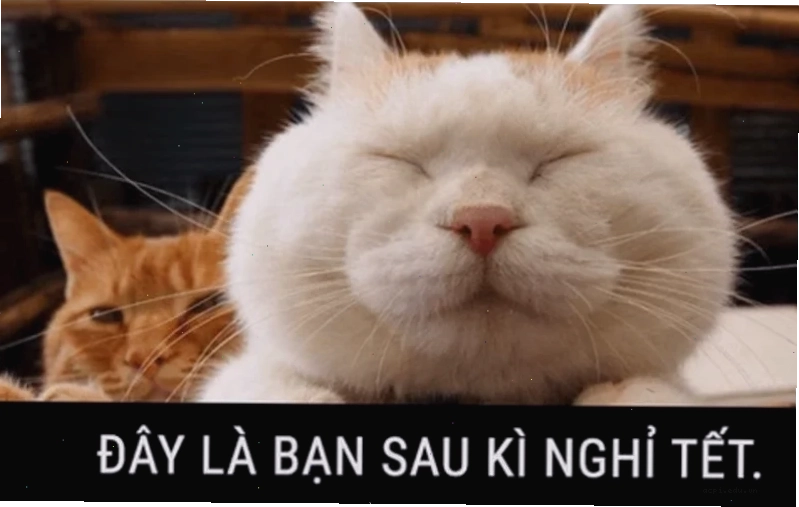 meme mèo tết