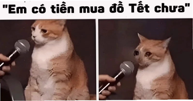 meme mèo tết cute