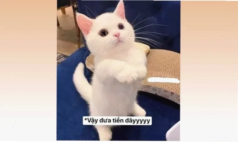 meme mèo tết hài