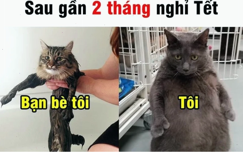 meme mèo tết meme