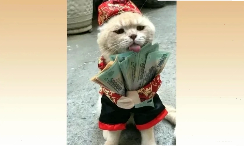 meme mèo tết meme