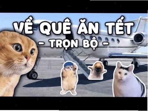 meme mèo tết vui