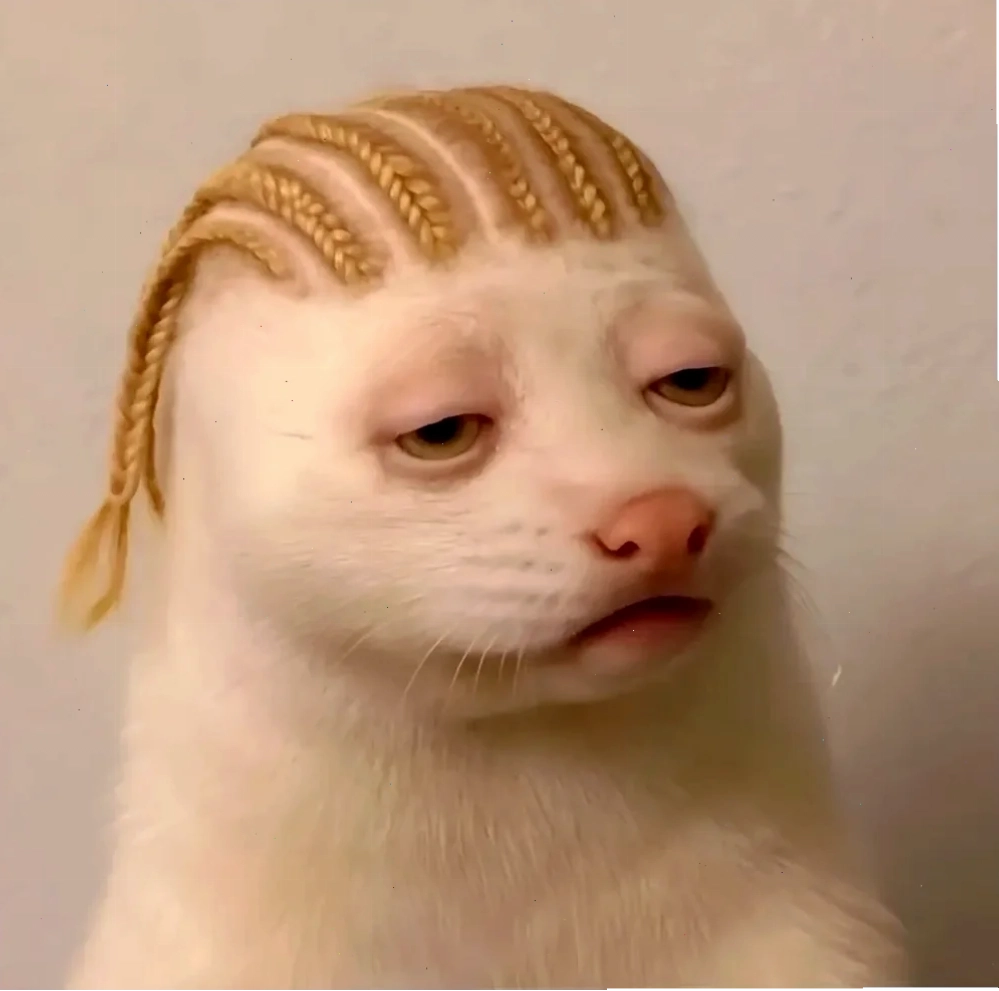 meme mèo tết vui nhộn