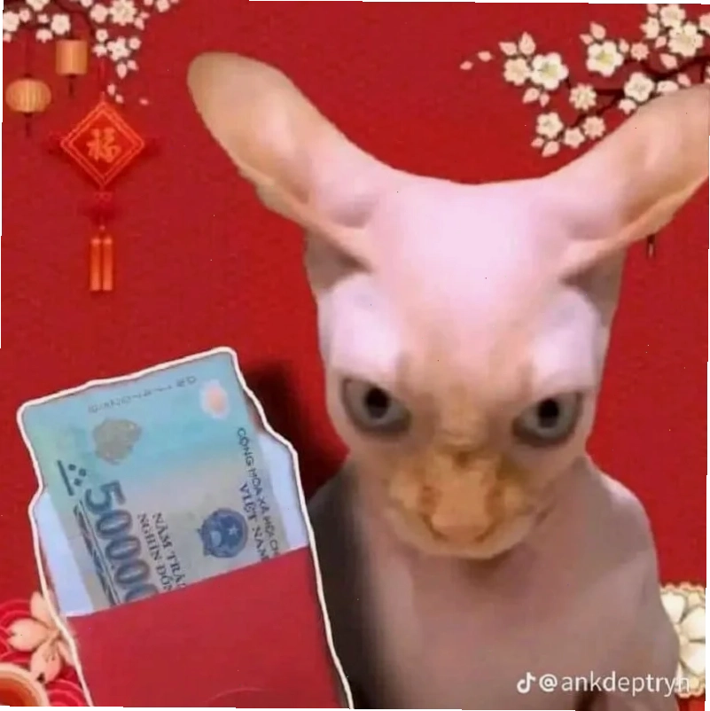 meme mèo tết vui nhộn