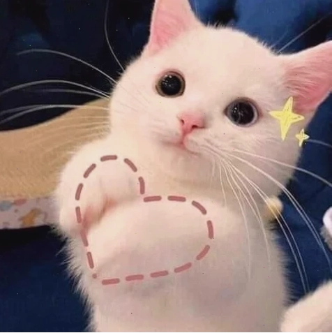 meme mèo thả trái tim màu hồng