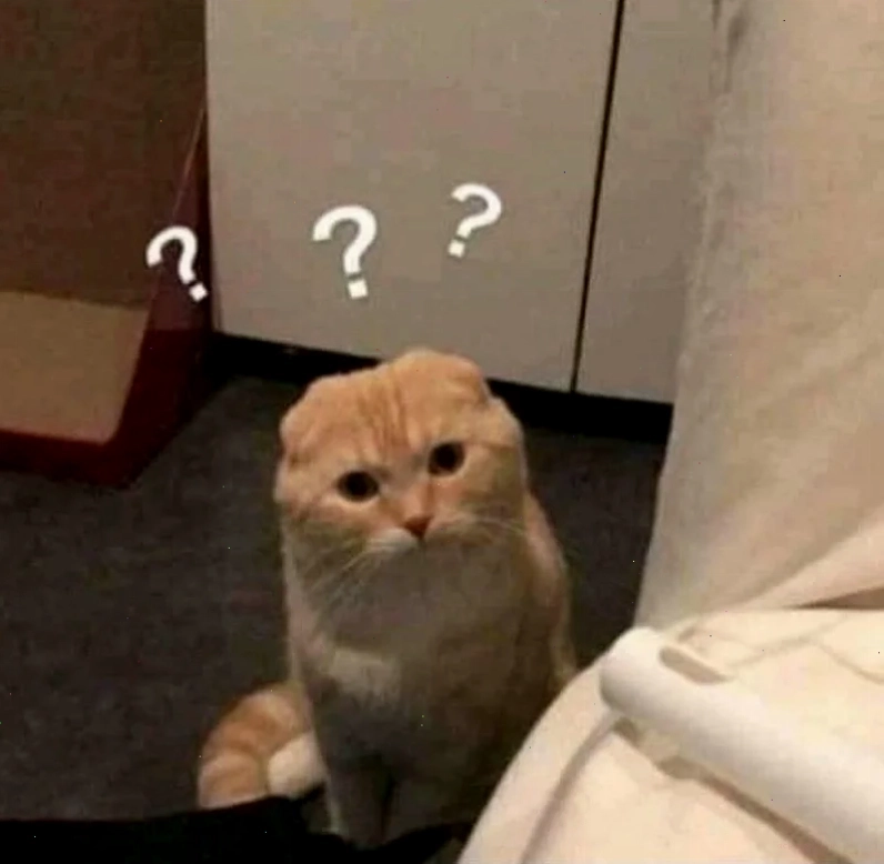 meme mèo thắc mắc với đôi mắt to tròn