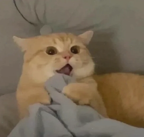 meme mèo thất vọng