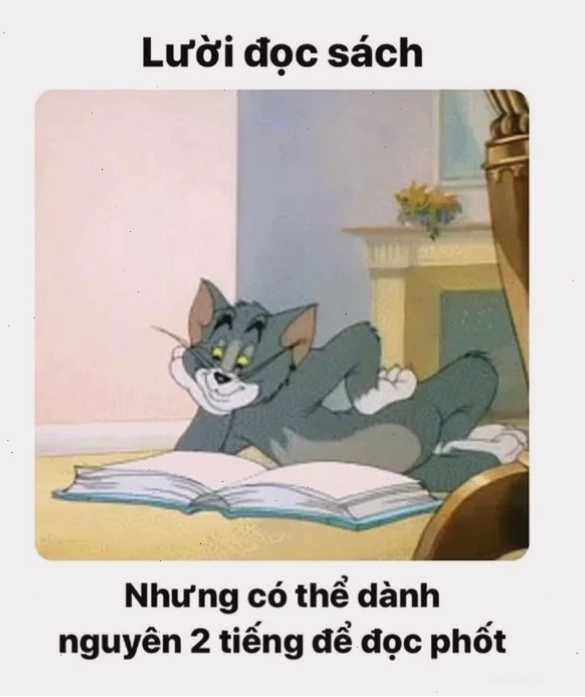 meme mèo tom ngáo