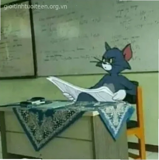 meme mèo tom ngủ