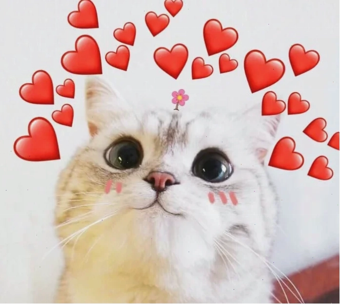 meme mèo trái tim bay phấp phới
