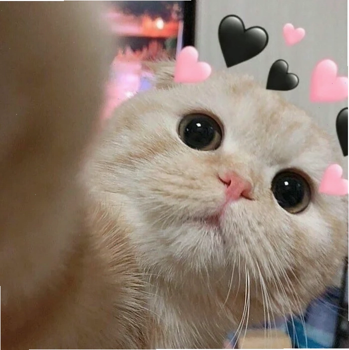 meme mèo trái tim tan vỡ hài