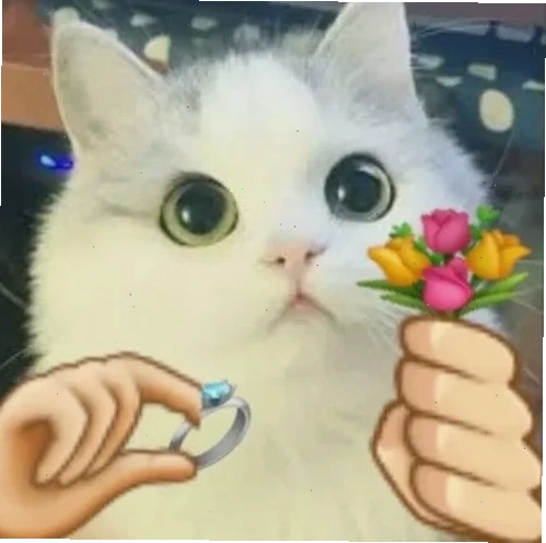 meme mèo trái tim vỡ tan