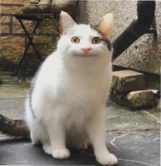 meme mèo trung quốc bất ngờ