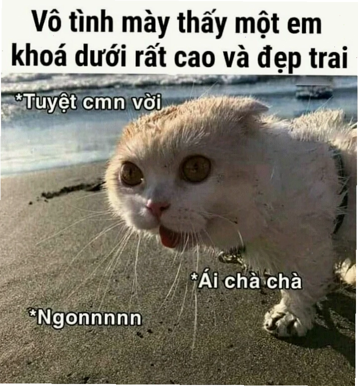 meme mèo trung quốc chán chường