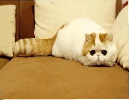 meme mèo trung quốc hoảng hốt