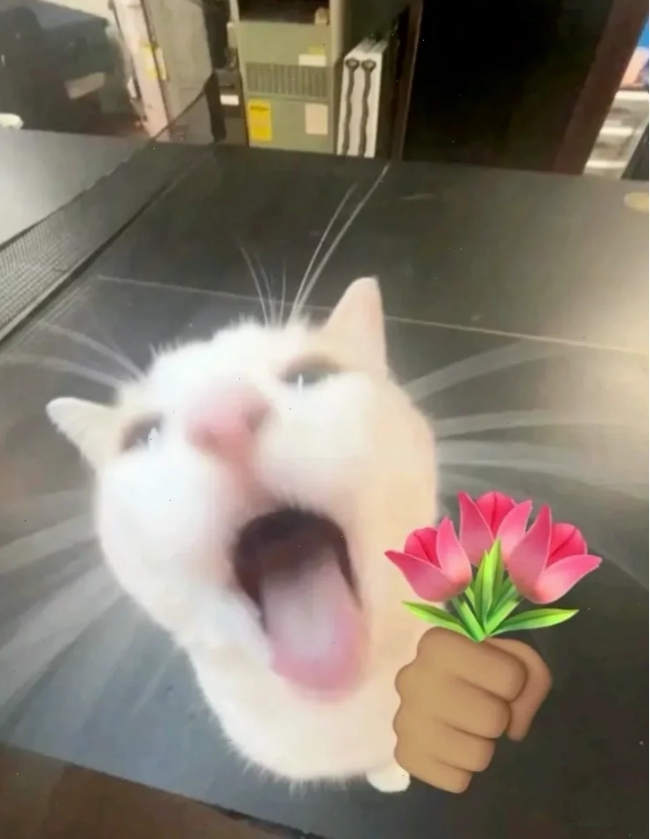 meme mèo trung quốc làm màu