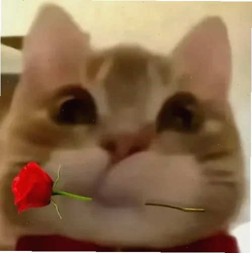 meme mèo trung quốc ngầu