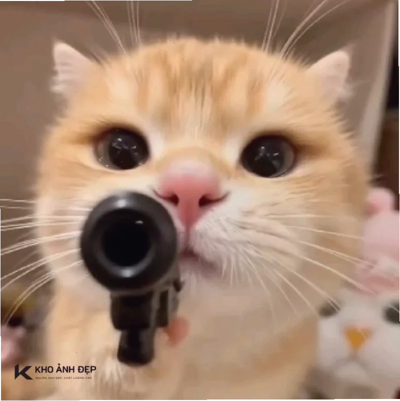 meme mèo trung quốc nghịch ngợm