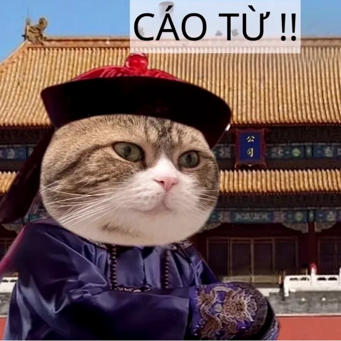 meme mèo trung quốc ngủ