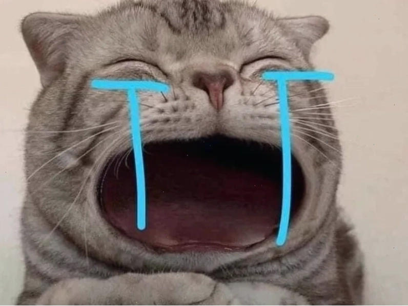 meme mèo trung quốc quậy phá