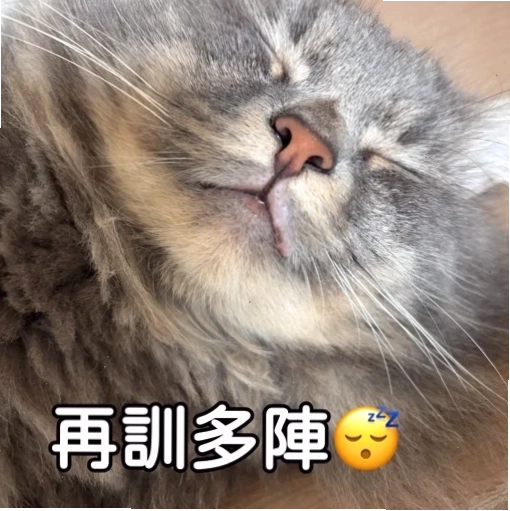 meme mèo trung quốc tò mò