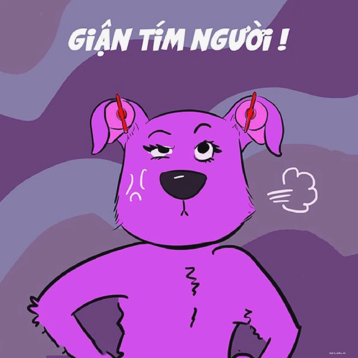 meme mèo tức giận