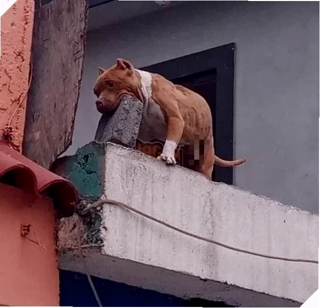 meme ném gạch