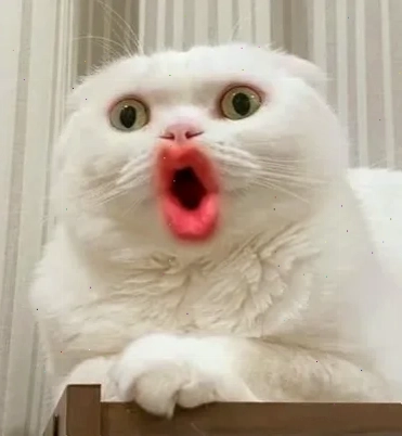 meme ngạc nhiên bối rối