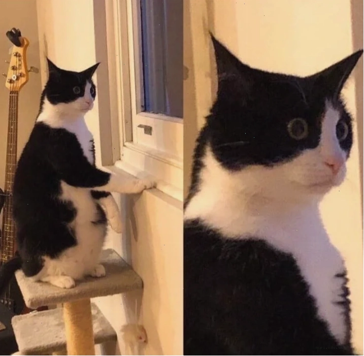 meme ngạc nhiên kịch tính