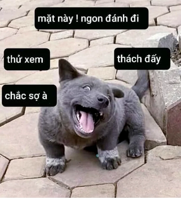 meme nghĩa là gì trên web