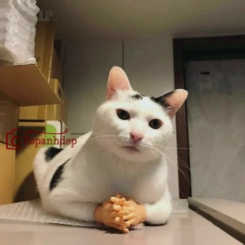 meme nghiêm túc biểu cảm