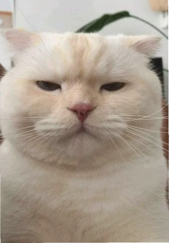 meme nghiêm túc ngớ ngẩn
