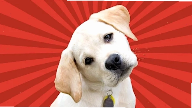 meme nghiêng đầu bất ngờ