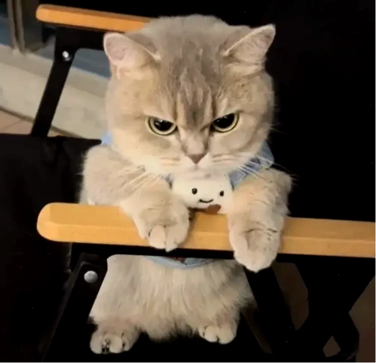 meme nhăn mặt khó hiểu