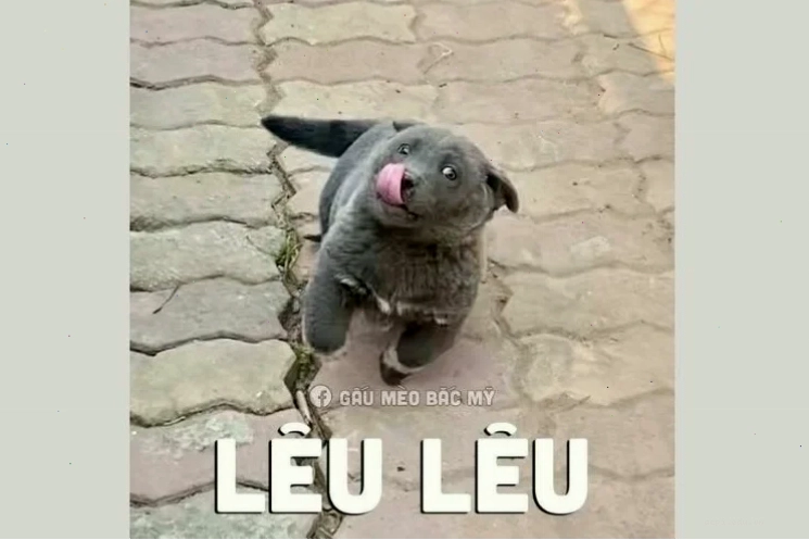 Mèo game thủ meme nhây hình mèo đeo tai nghe