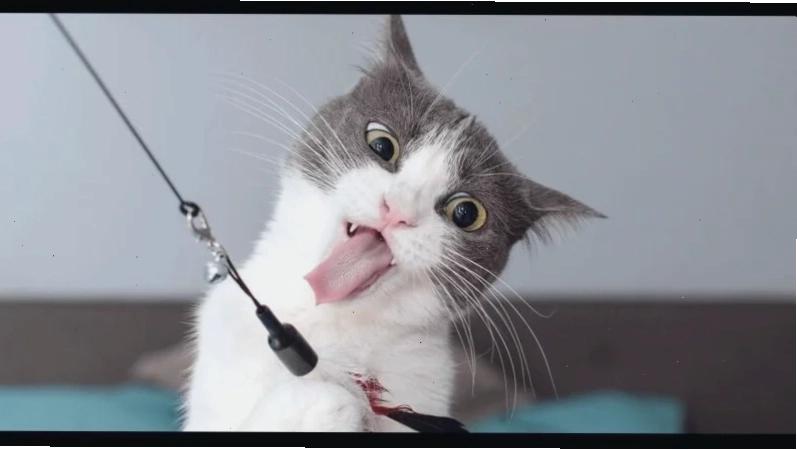 Mèo giữ im lặng meme nhây hình mèo im lặng