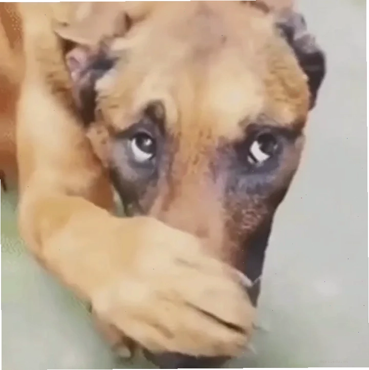 meme ôm đầu
