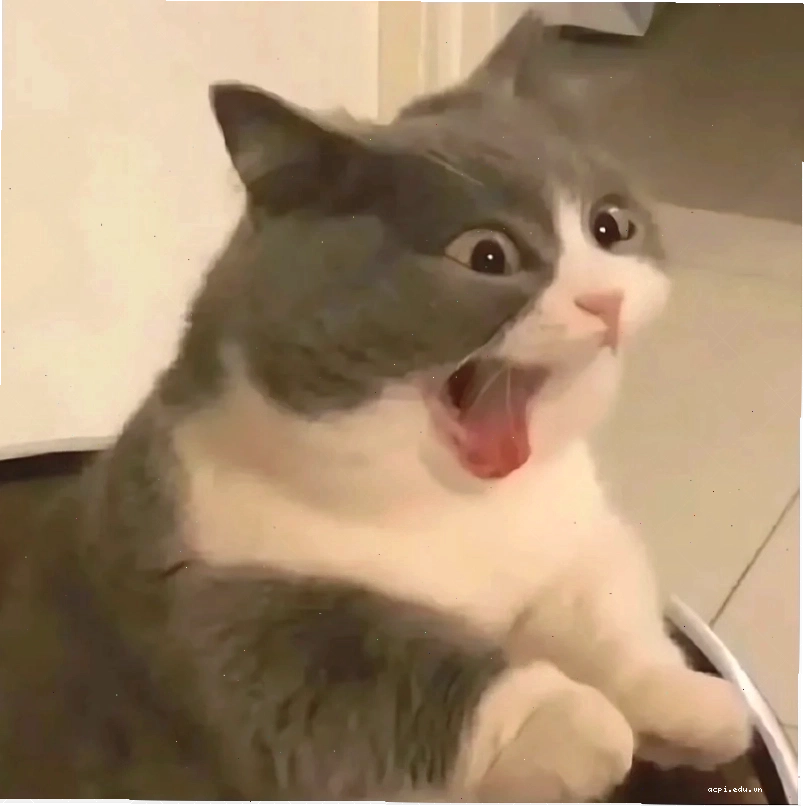 meme ôm đầu