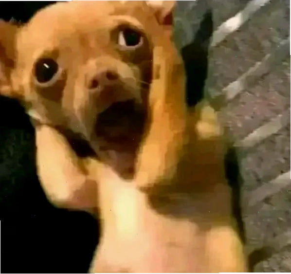 meme ôm đầu